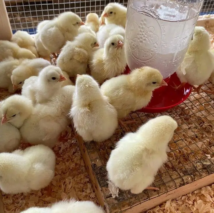 Broiler Chicks
