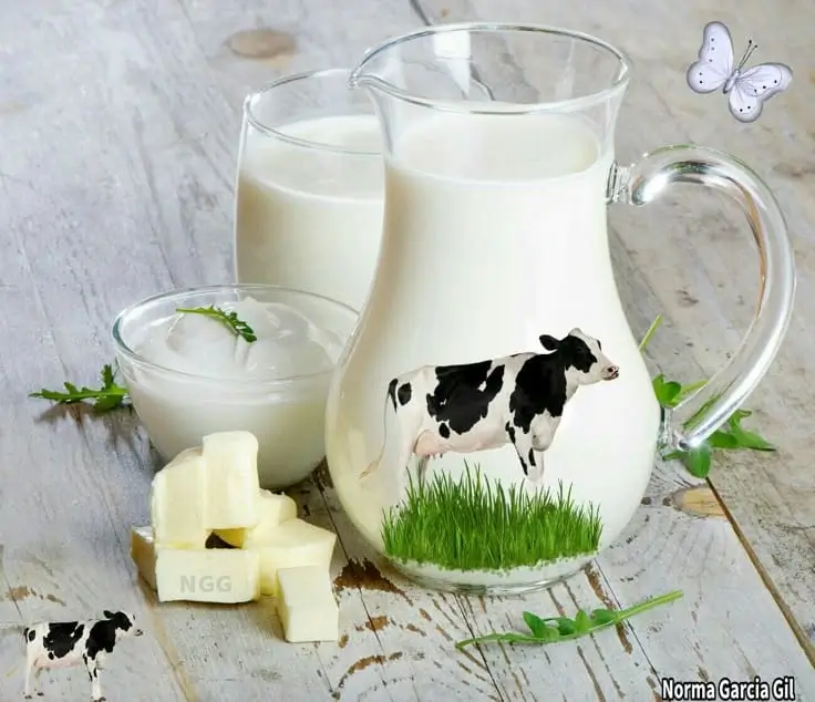 Friesian Cow